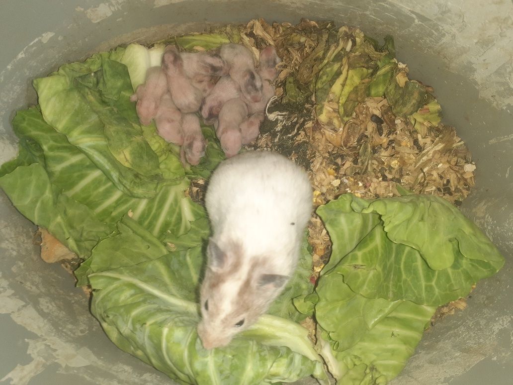 Xamyak qulga urgatilgan