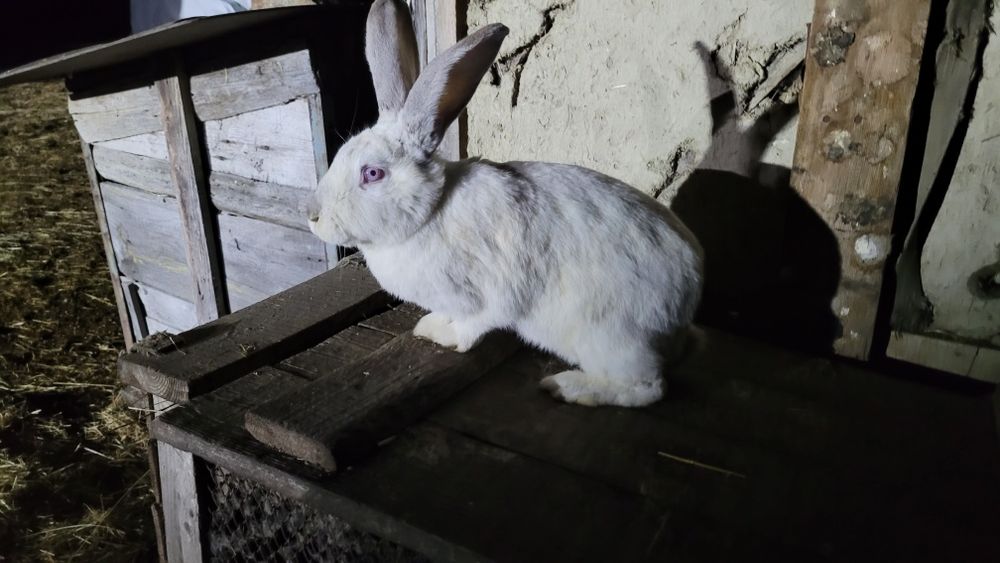 Кролики на племя