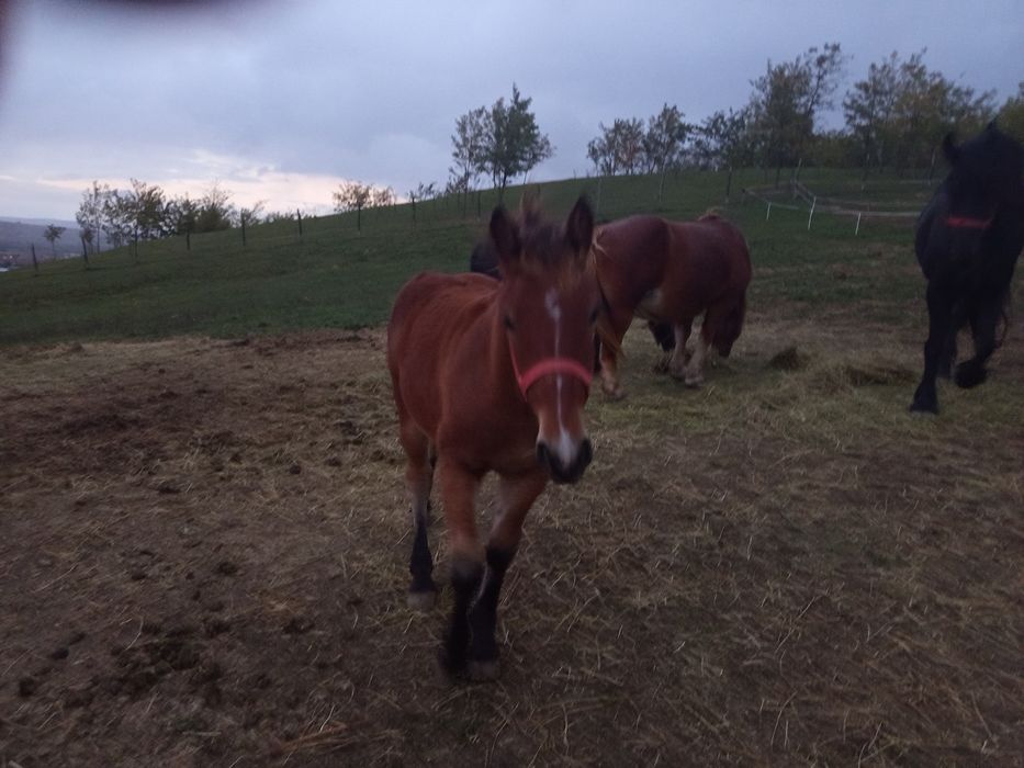 Mânz de 5 luni semigreu