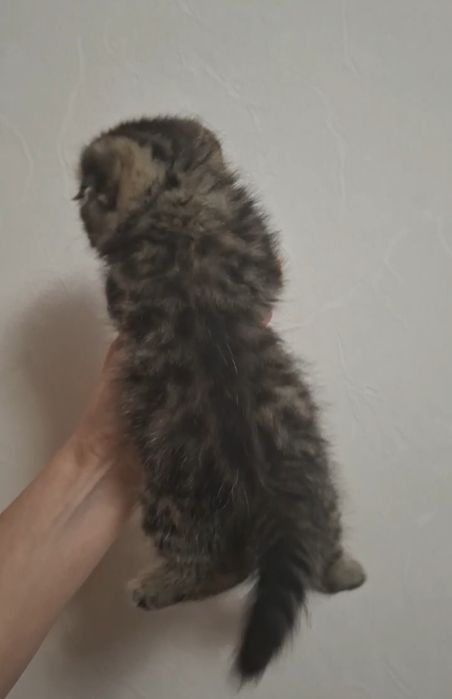 Скотиш фолд золотая шиншилла табби