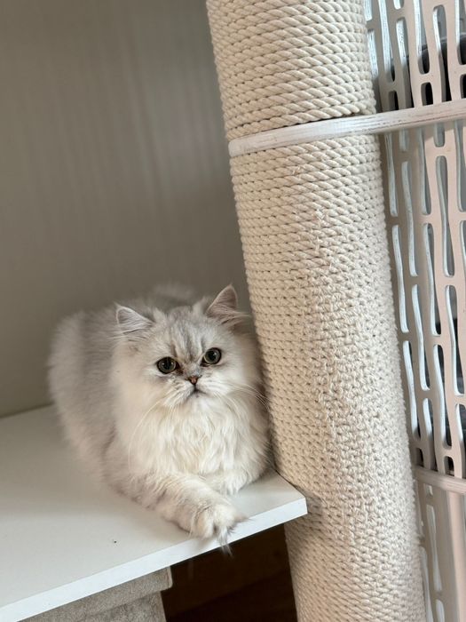 Motanel persan Chinchilla