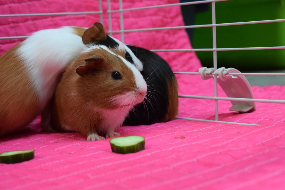Porcușori de guinea