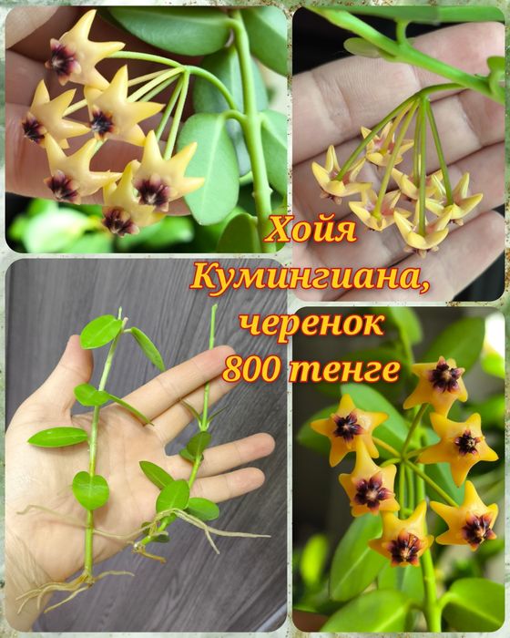 Хойи Кумингиана, Инкурвула и другие