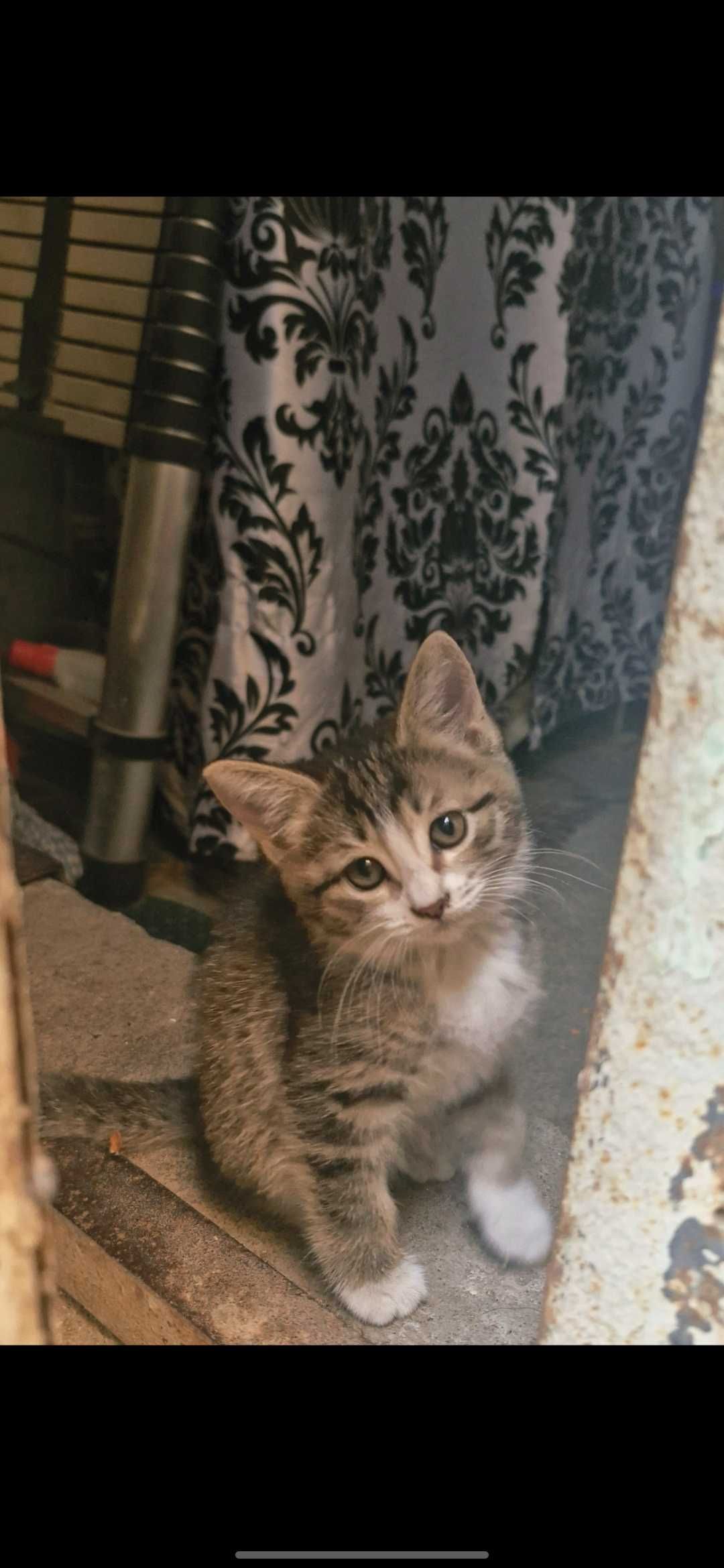 Котятки ждут своих хозяев