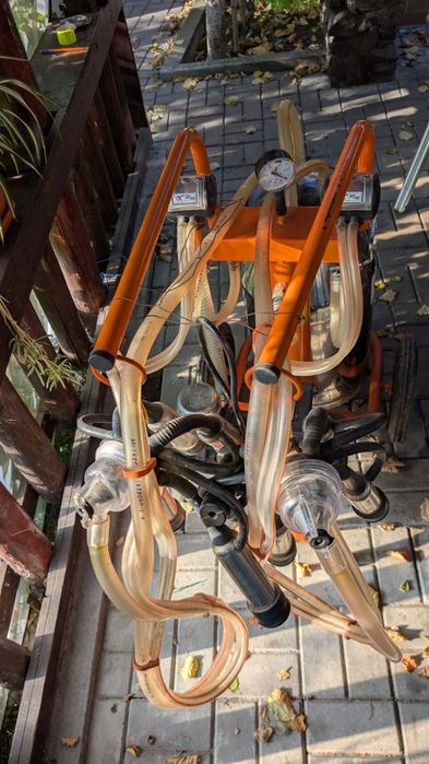 Mulgatoare vaci de vanzare, conditie excelenta