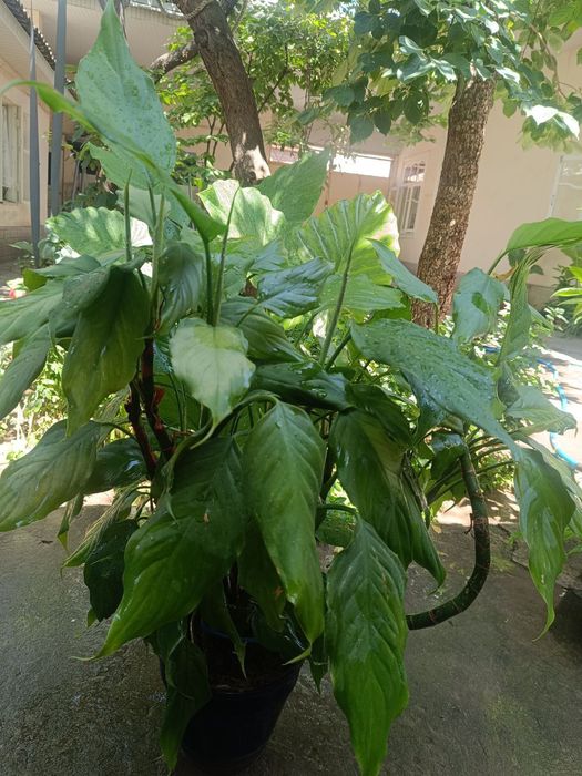 Уй ва офис учун гуллар