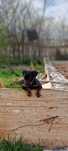 Pui Jagd Terrier Pedigree