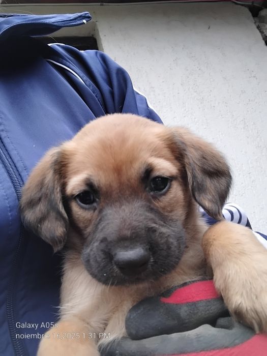 Donez cățeluși!         .