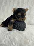 Yorkshire terrier mini toy