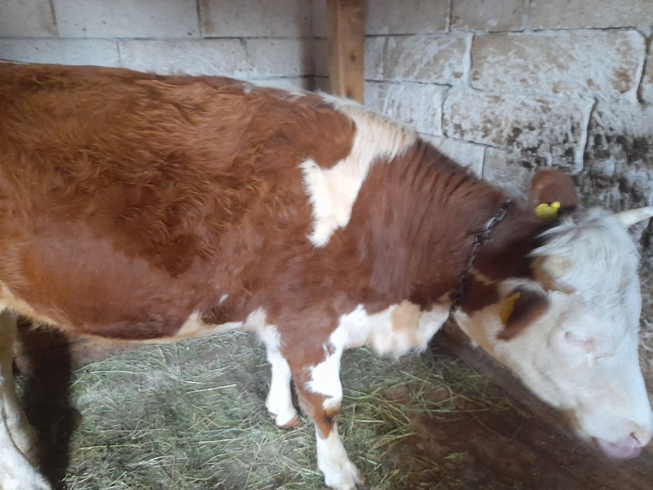 Vaca și juninca de vancare