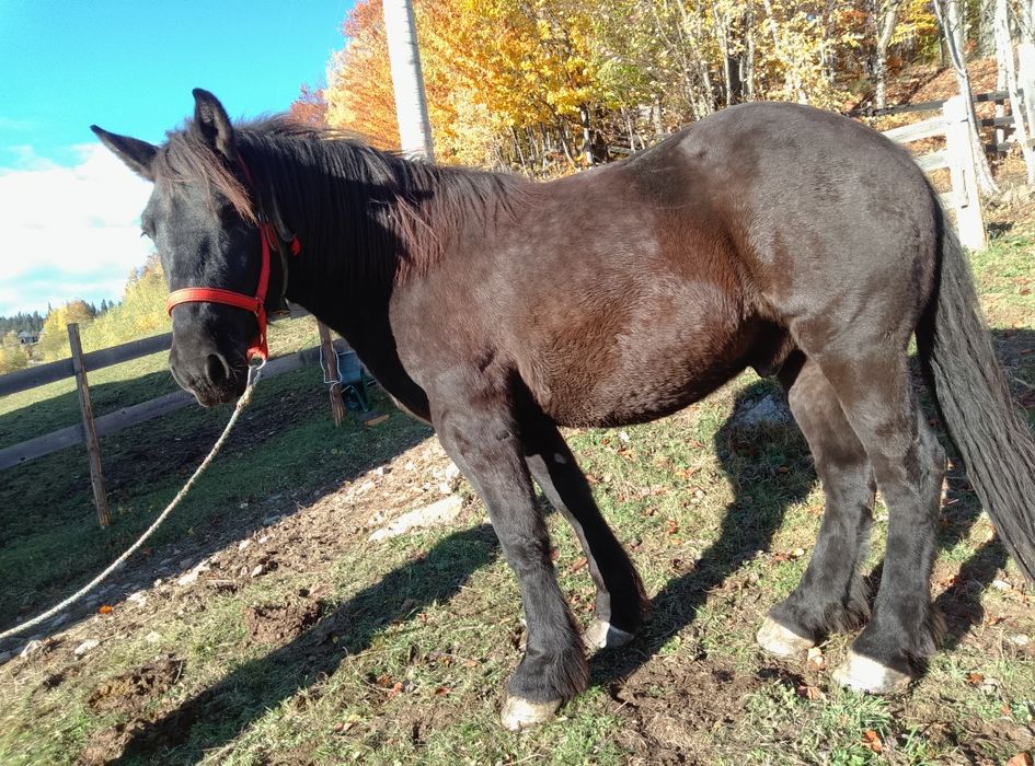 Vând cal de 3 garantat