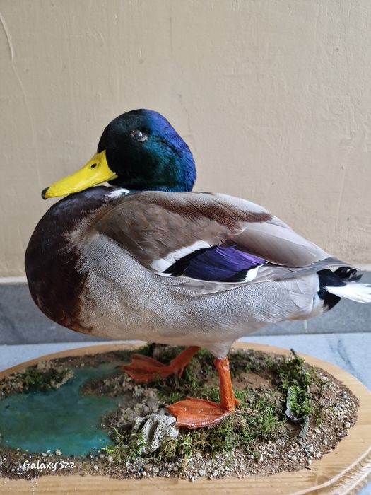 Препарирана зеленоглава патица