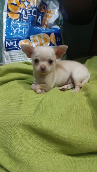 Продам Щенка Чихуахуа