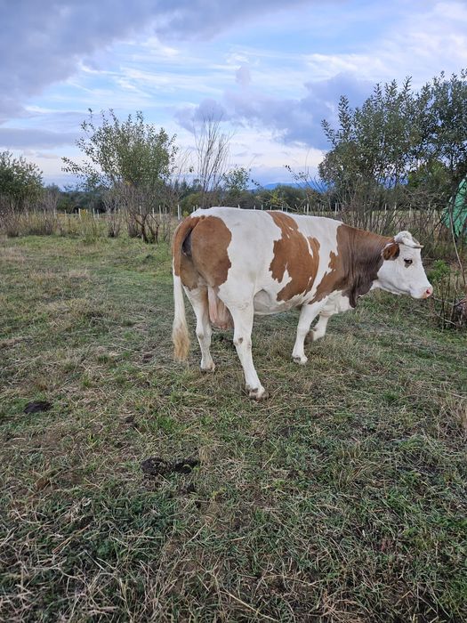 Vând vacă bălțată românească, gestantă