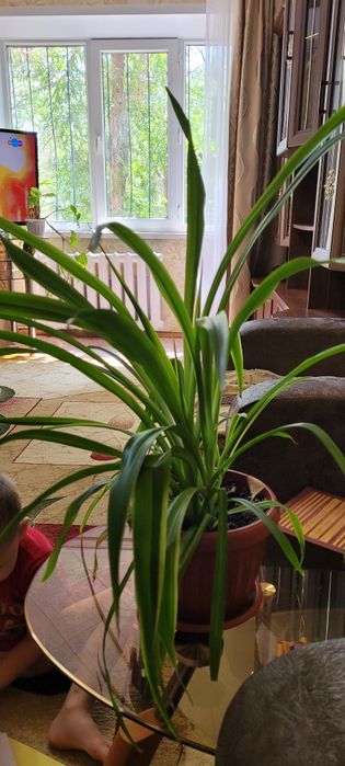 Комнатное многолетнее растение