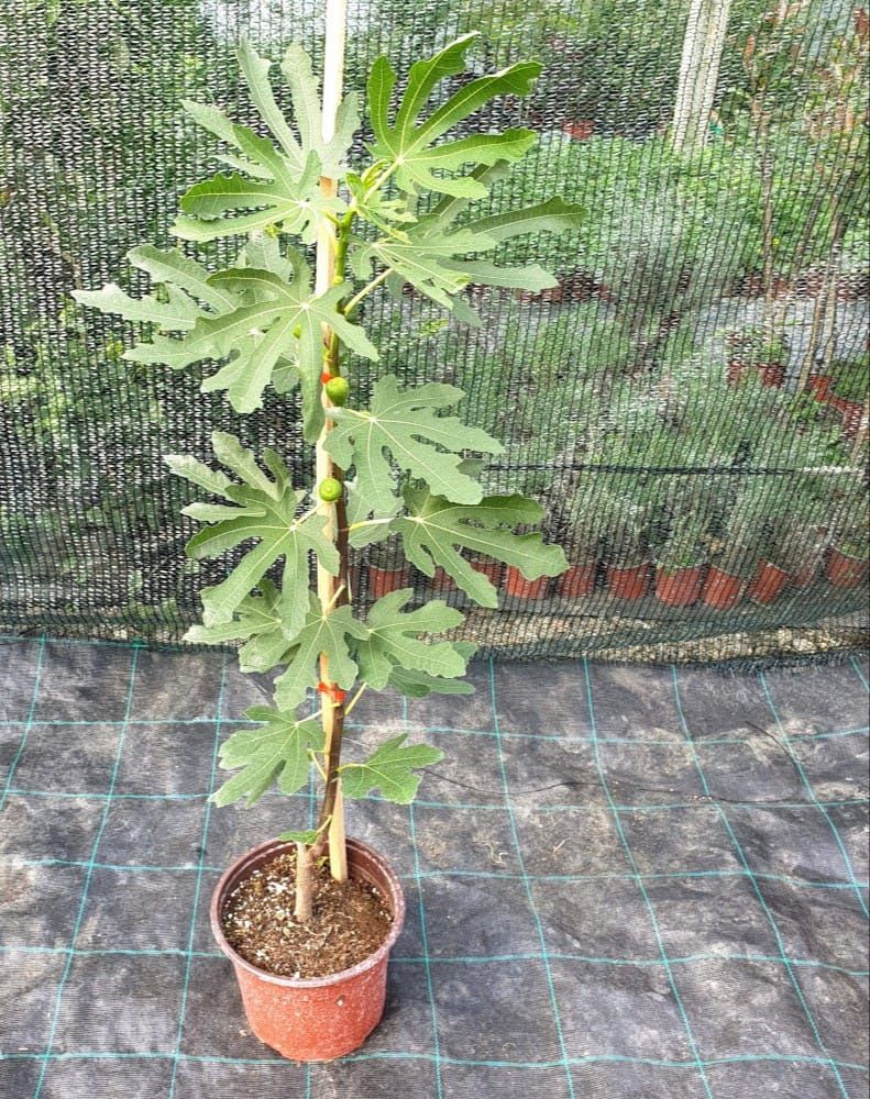 Pui puiet smochib