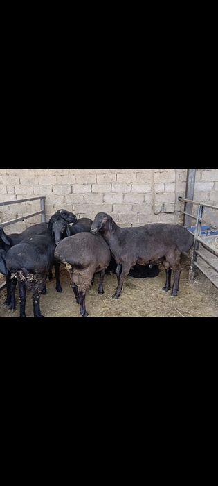 Exson marosimlarga qochqorla bor