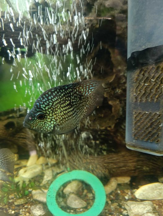 Готовая пара бриллиантовых попугаев