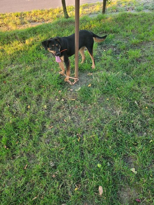 Cățeaua de vânătoare