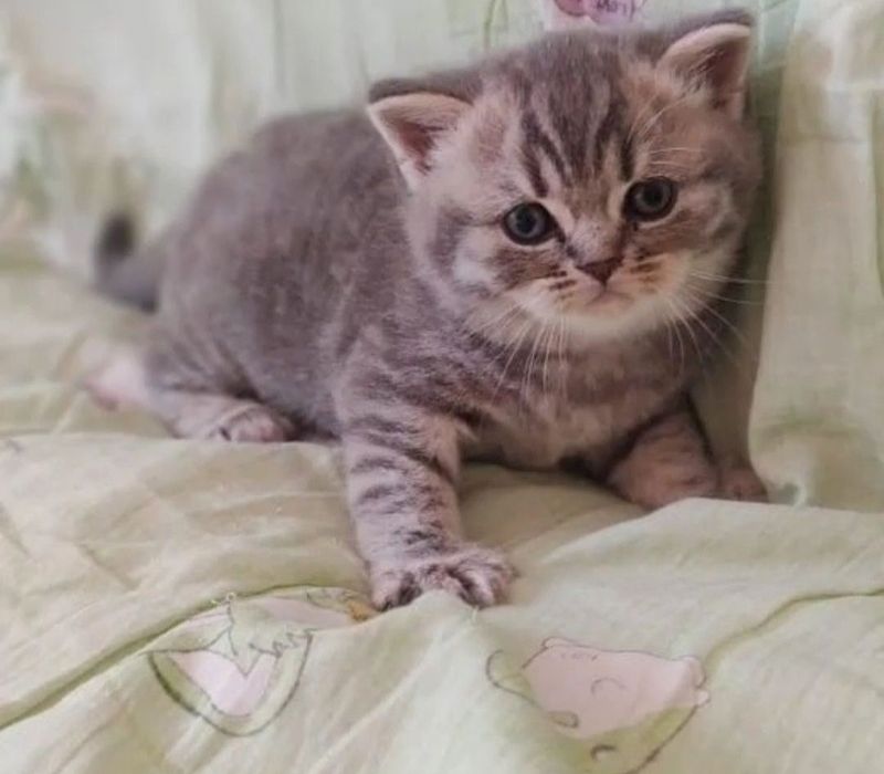 Шотландские котяьа мальчики и девочки 15 тыс