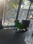 Papagal electus  ( vorbeste ) eclectus
