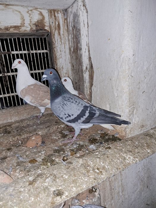 Vând porumbei voiajori