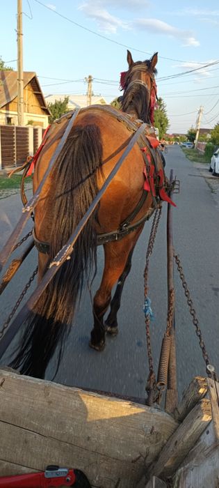Vând iapa bună de ham