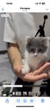 кошечка.
