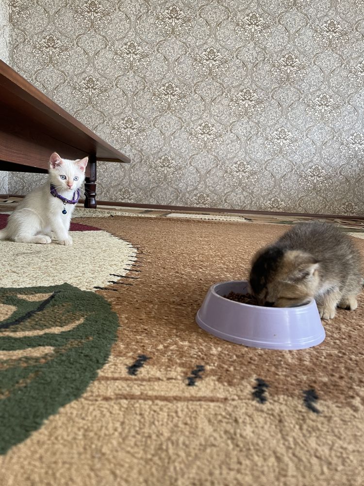 Turkish angora 7 oylik