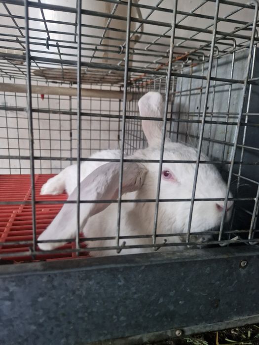 Куёнлар уй шароитида бокилган