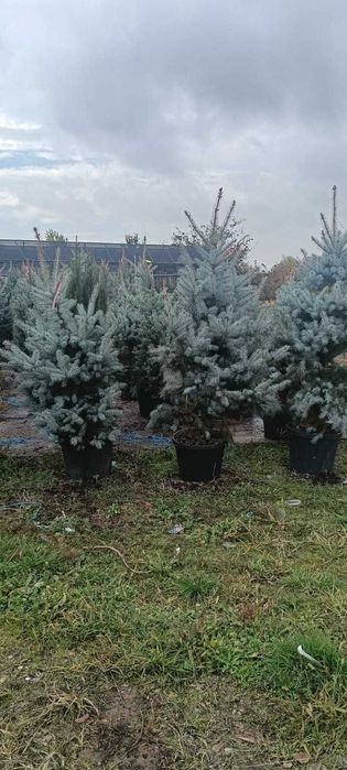 Plante ornamentale pentru grădina ta – transport inclus