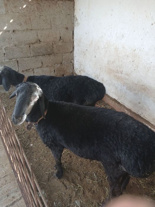 Сотиладилан куйлар бор