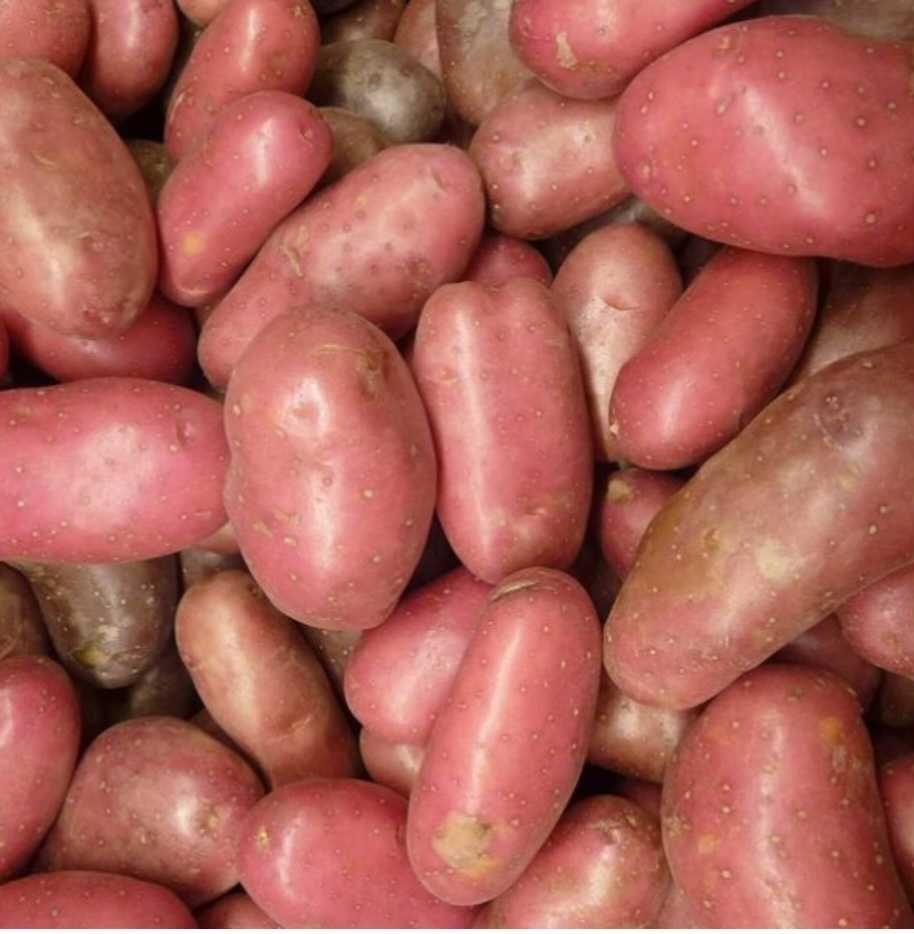 Cartofi roși la pret de 3 RON.   Ocna Sibiului