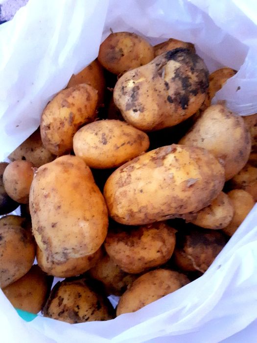 Пресни натурални картофи