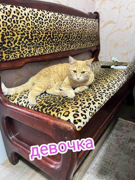 Коты и кошки в добрые руки