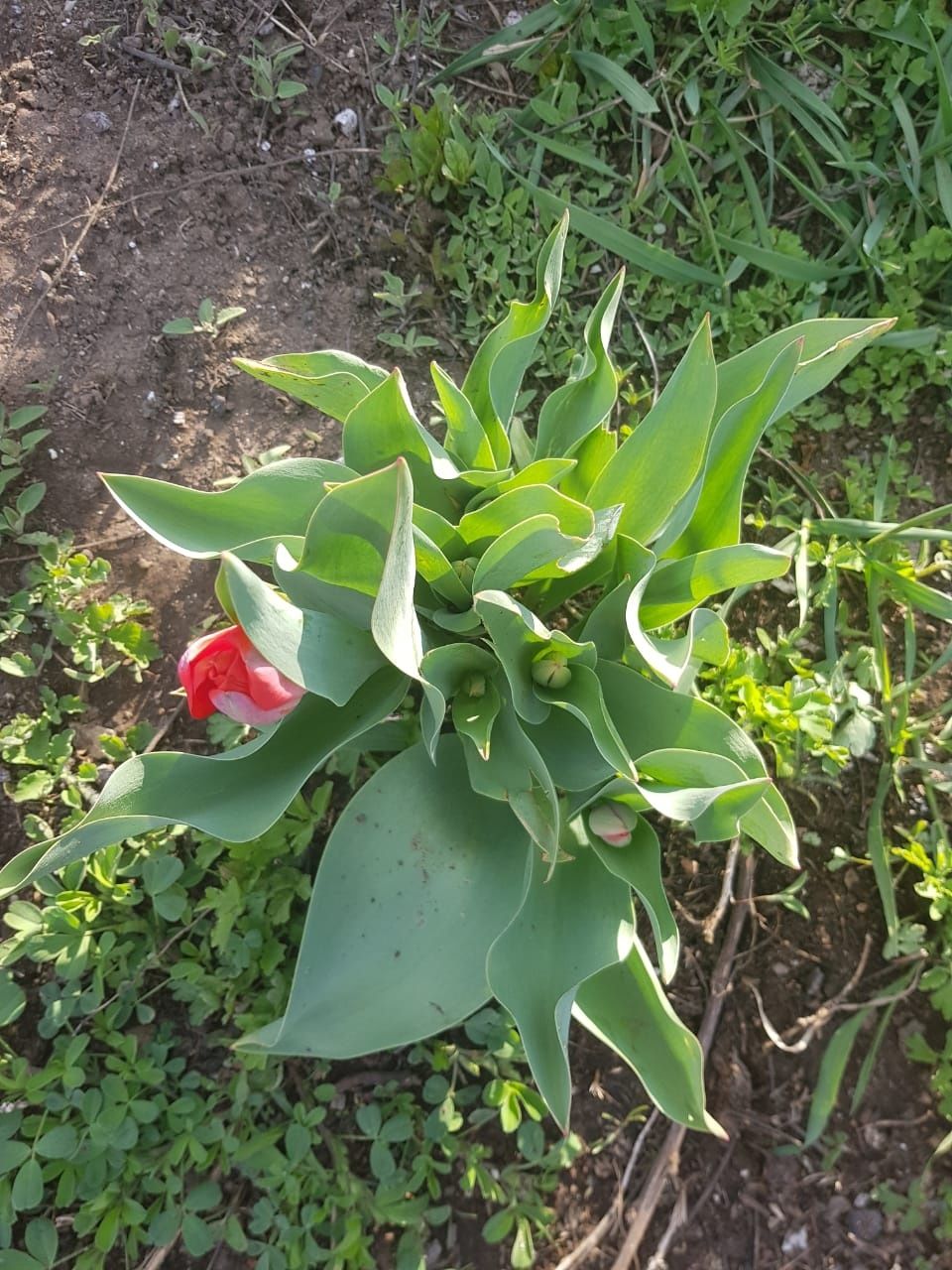 Тюльпаны с луковицами