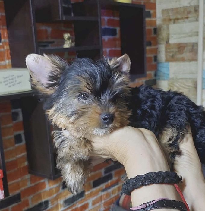 Продавам кученца