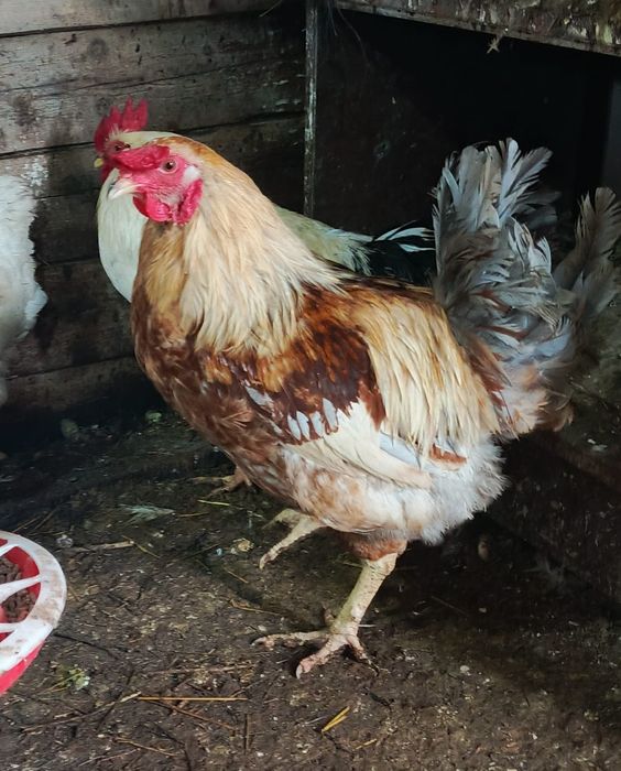 Продам домашних петухов 3 штуки