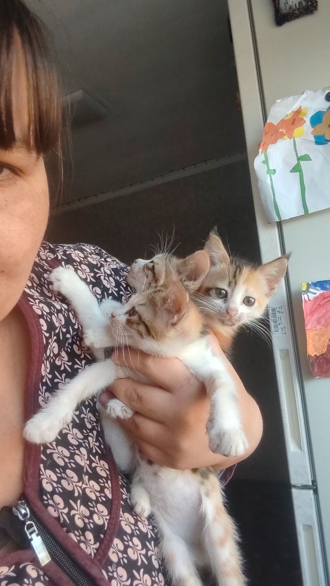 Отдам котят в добрые руки
