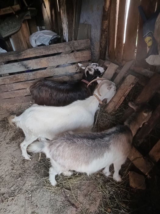Vând capre bune de lapte