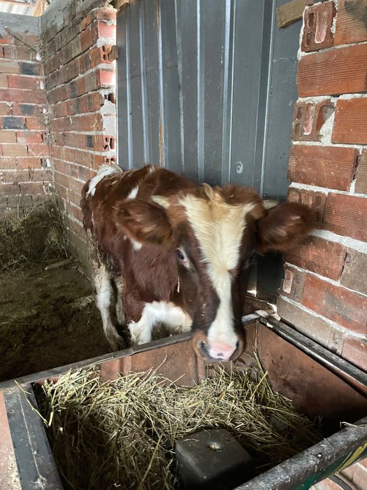 Продавам месодайни телета мъжки