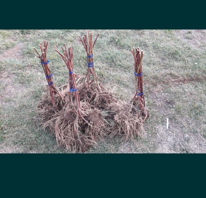 Vând butasi de zmeura polka și polana