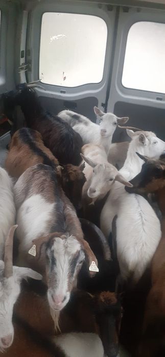 Capre tinere  bune de tinut