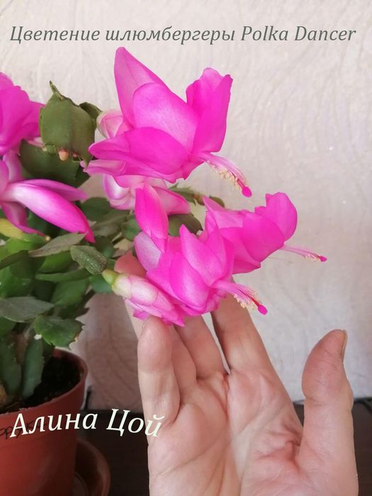 Шлюмбергера (декабрист)