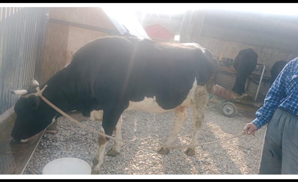 Продается жирная корова Украинской черно-пестрой породы