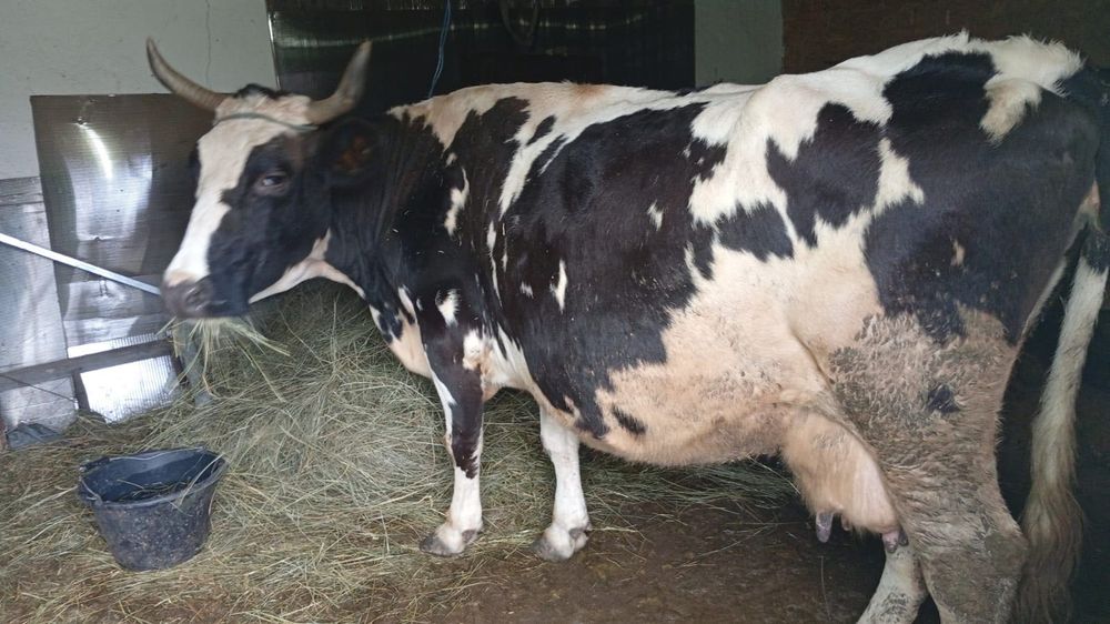 Vand vaca 20 de litri de lapte sau schimb pe masina