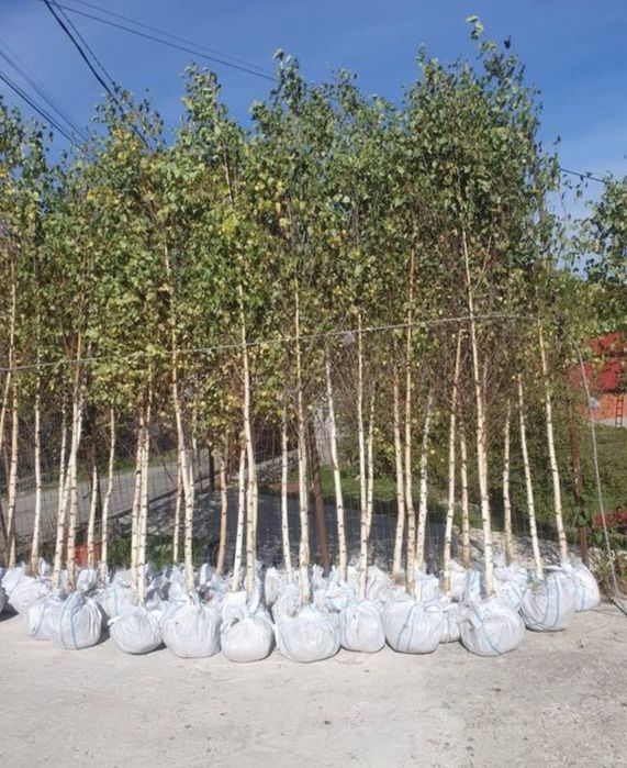 Copaci oranamentali pret producator