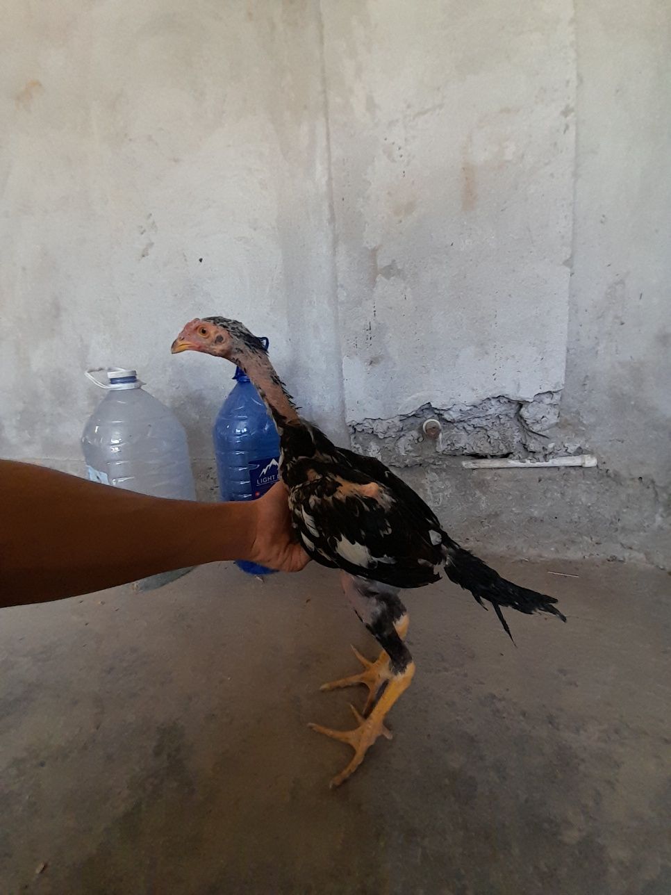 Tozza dakan jo'jalar sotiladi