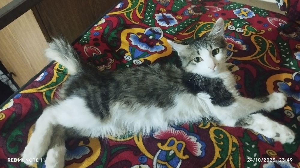 Mushukcha hadyaga beriladi