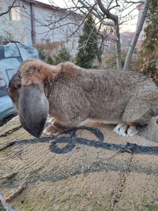 Berbec german rasă pură